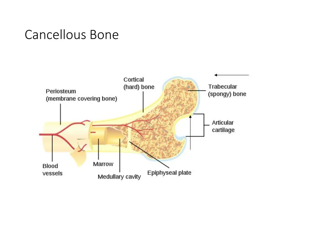 cancellous bone