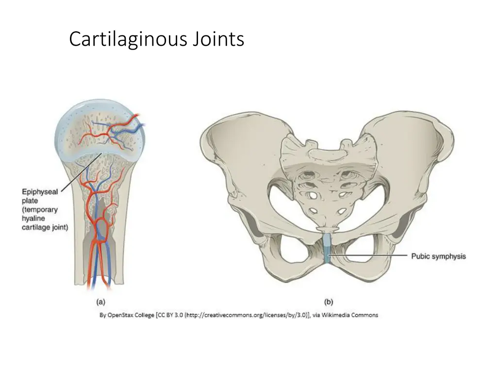 cartilaginous joints