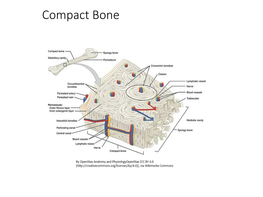 compact bone