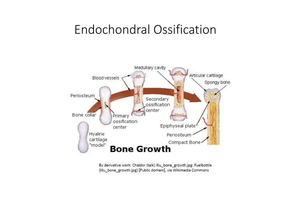 endochondral ossification