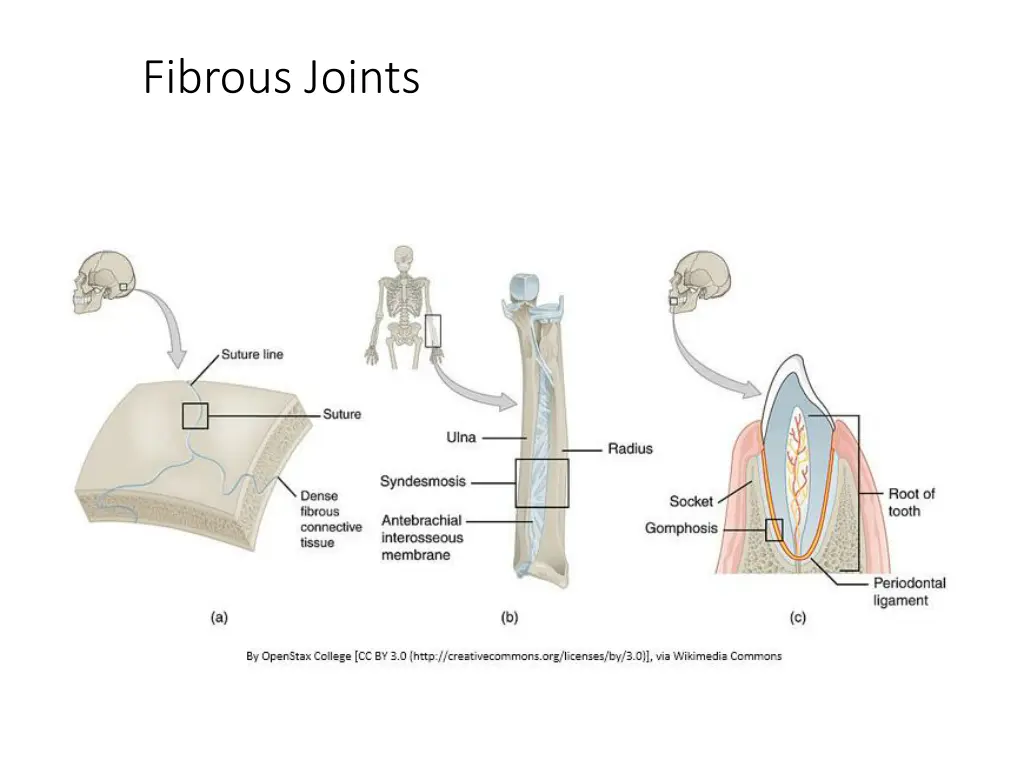 fibrous joints