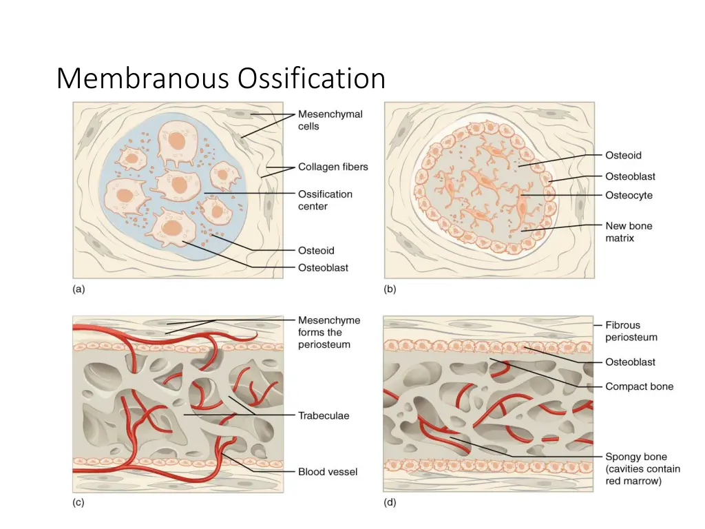 membranous ossification