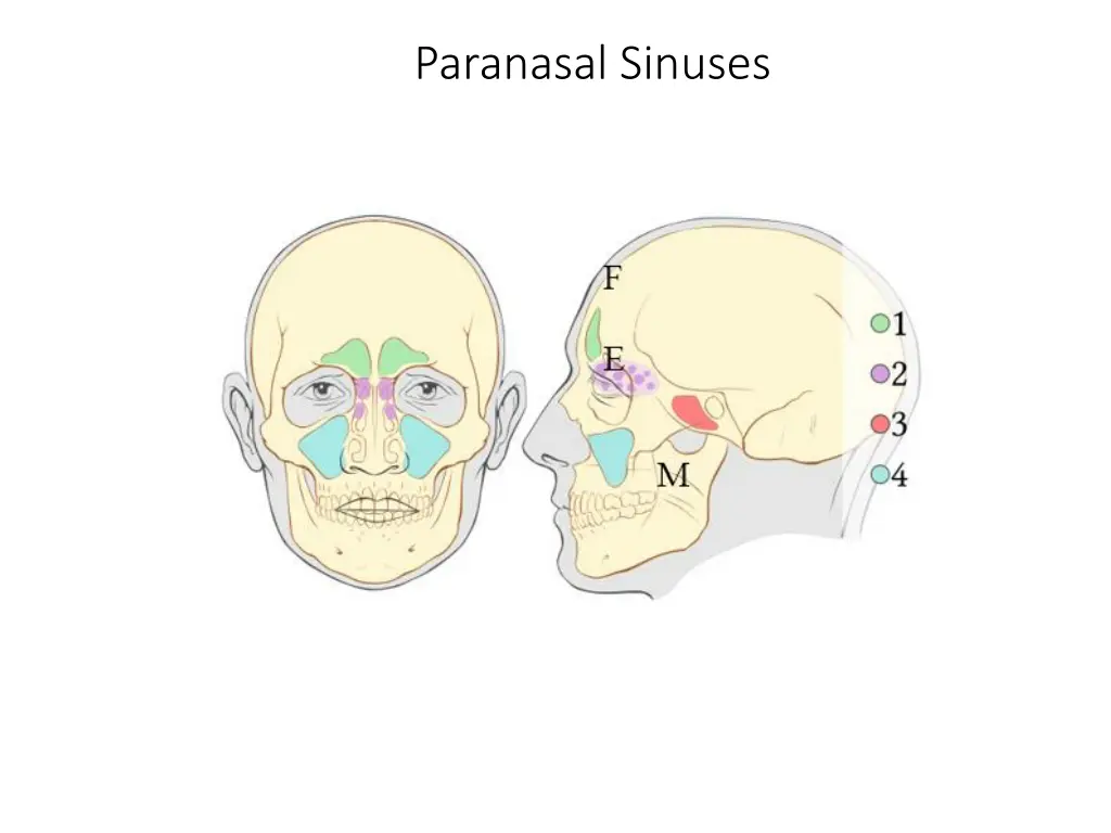 paranasal sinuses