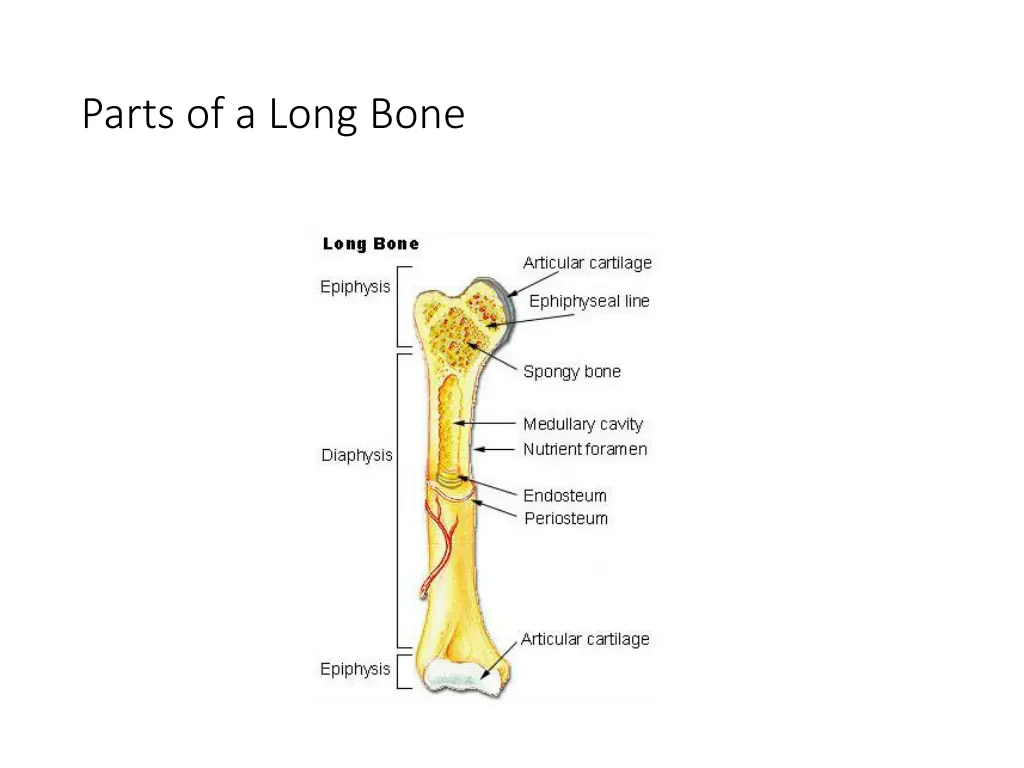 parts of a long bone