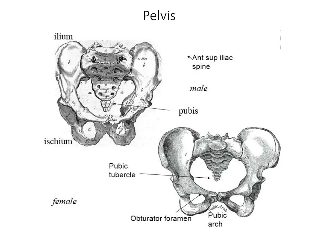 pelvis