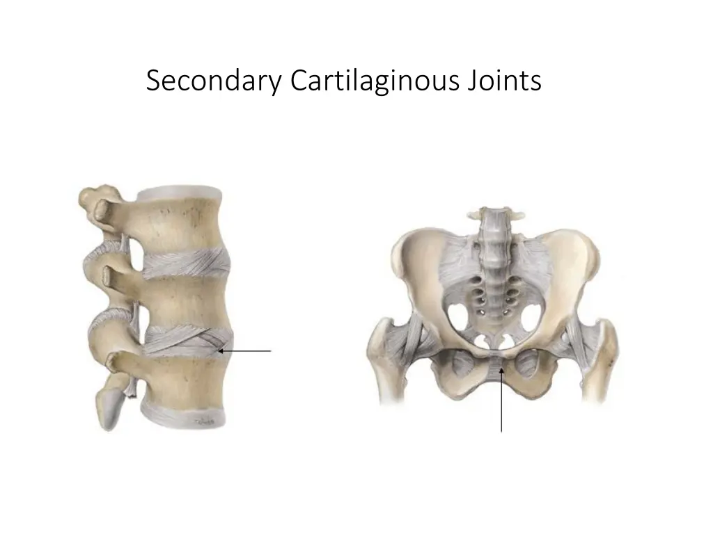 secondary cartilaginous joints