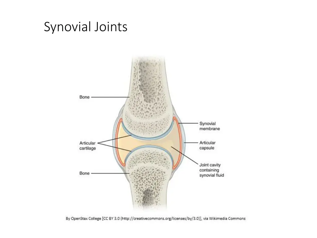 synovial joints