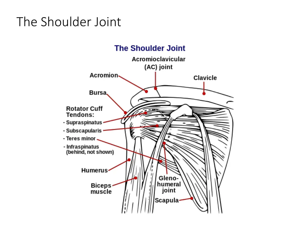 the shoulder joint