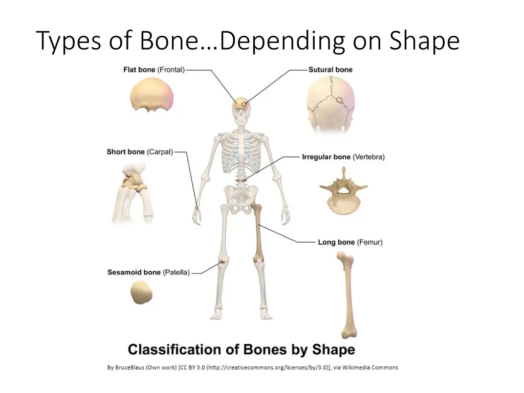 types of bone depending on shape