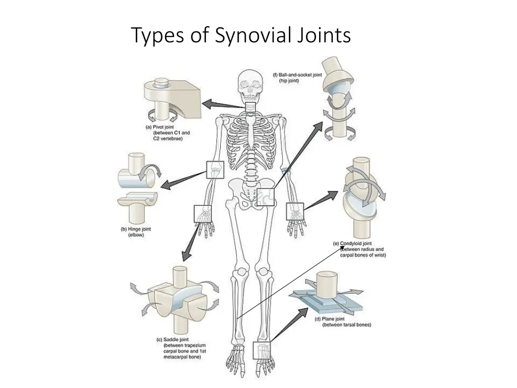 types of synovial joints