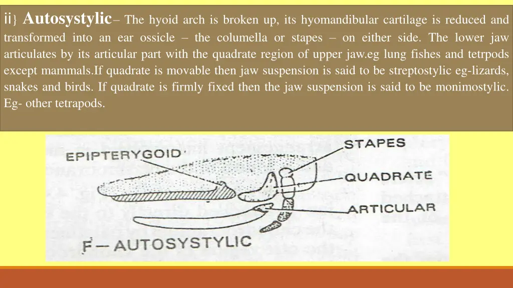 ii autosystylic the hyoid arch is broken