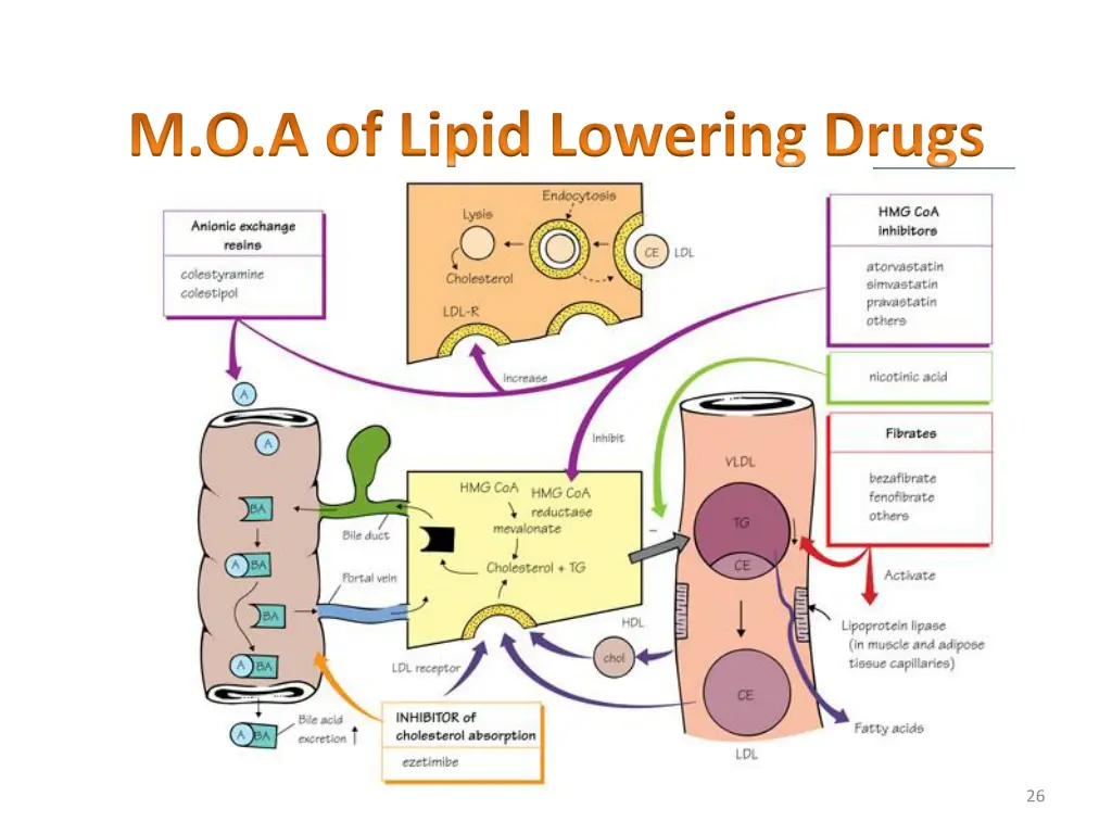 m o a of lipid lowering drugs