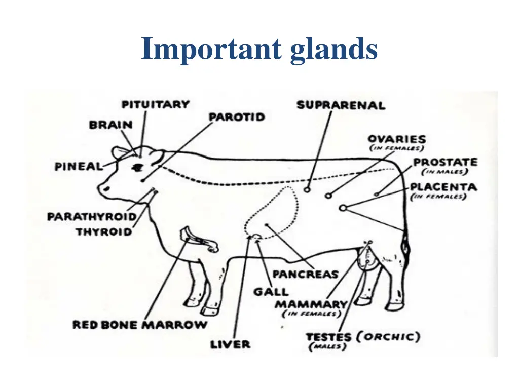 important glands