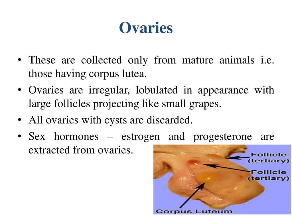 ovaries