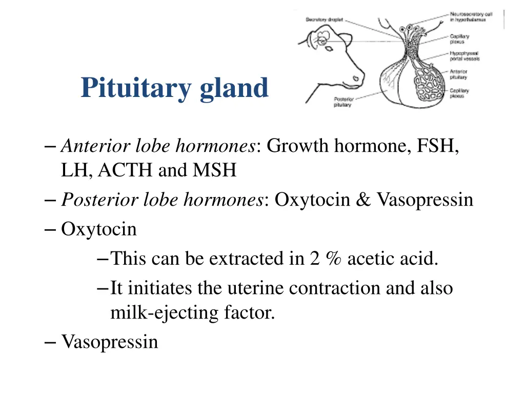 pituitary gland