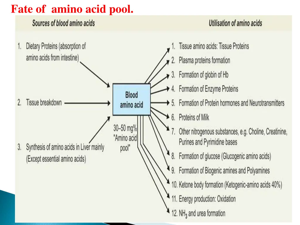 fate of amino acid pool