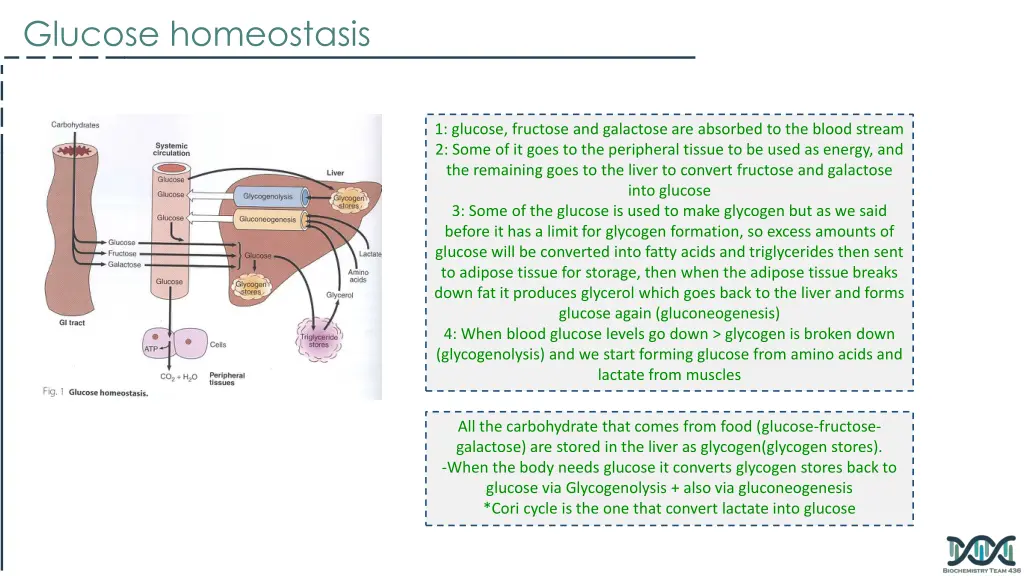 glucose homeostasis 1