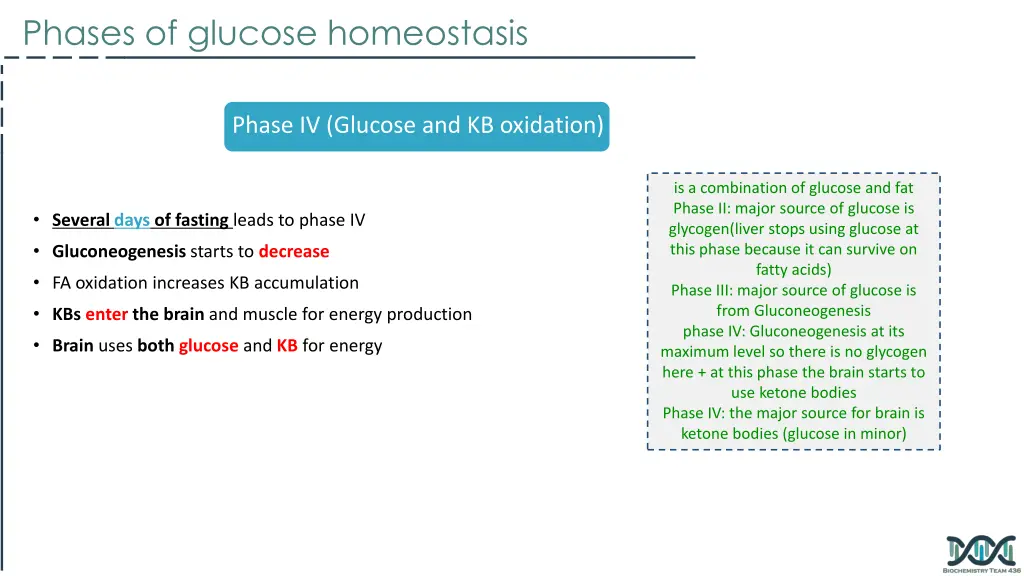 phases of glucose homeostasis 2