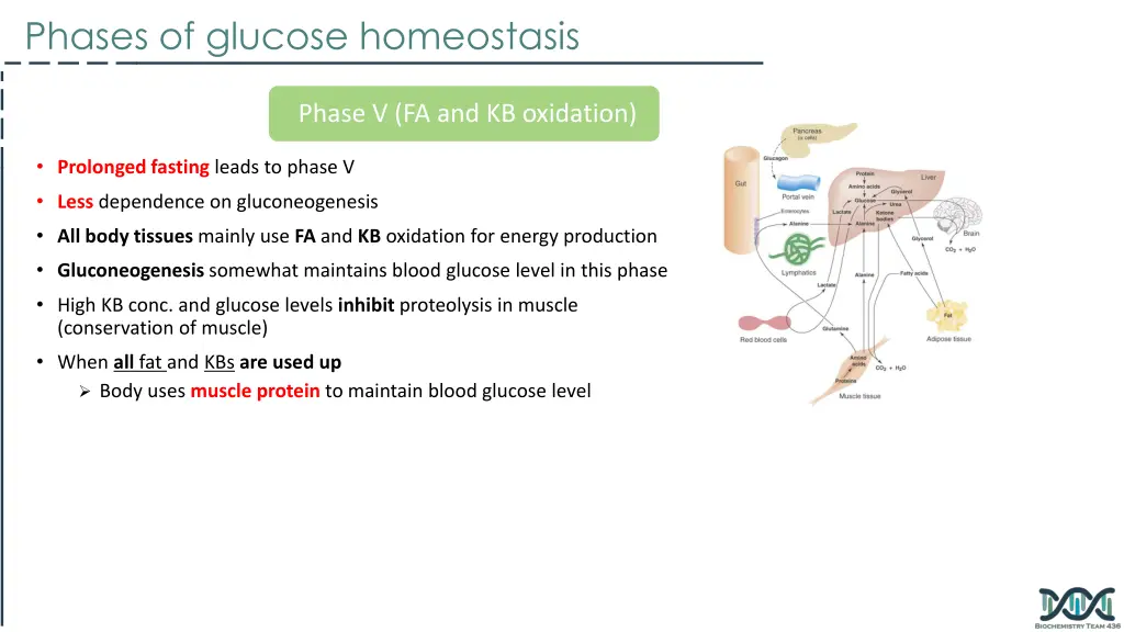 phases of glucose homeostasis 3