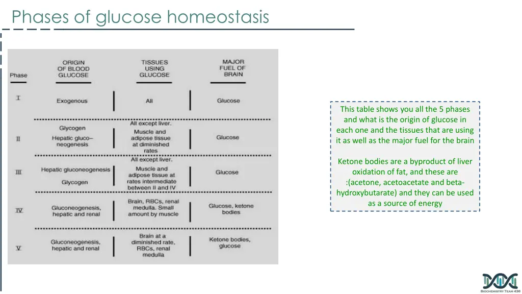 phases of glucose homeostasis 4