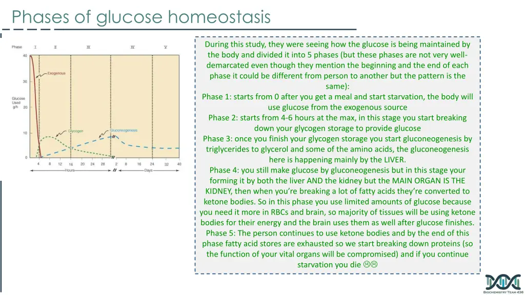 phases of glucose homeostasis 5