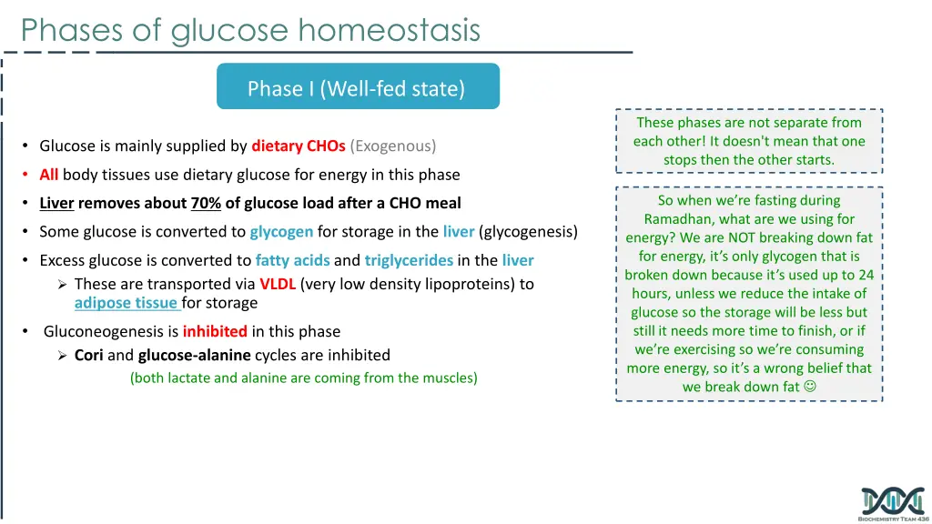 phases of glucose homeostasis