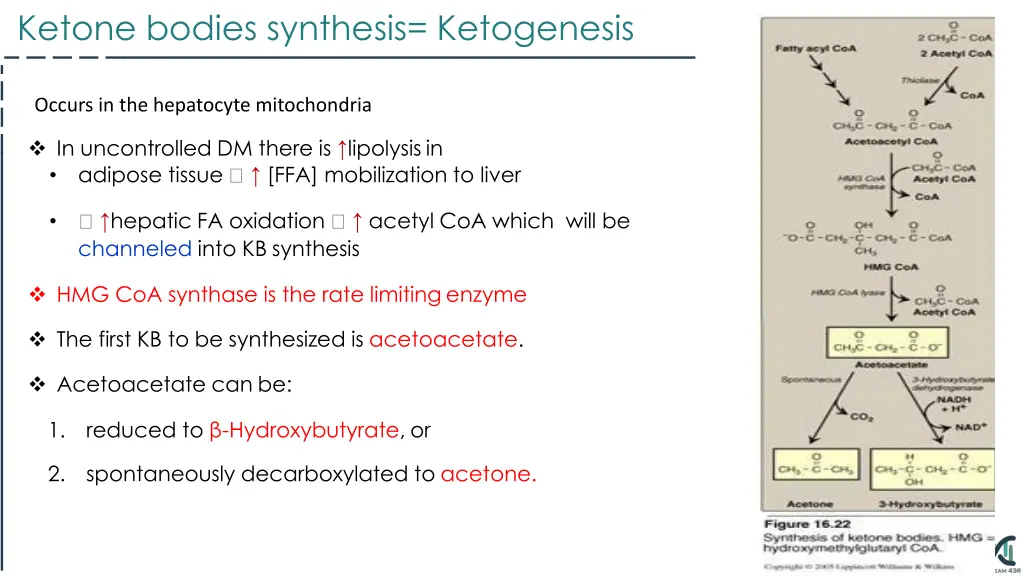 ketone bodies synthesis ketogenesis