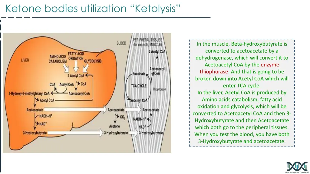 ketone bodies utilization ketolysis 1