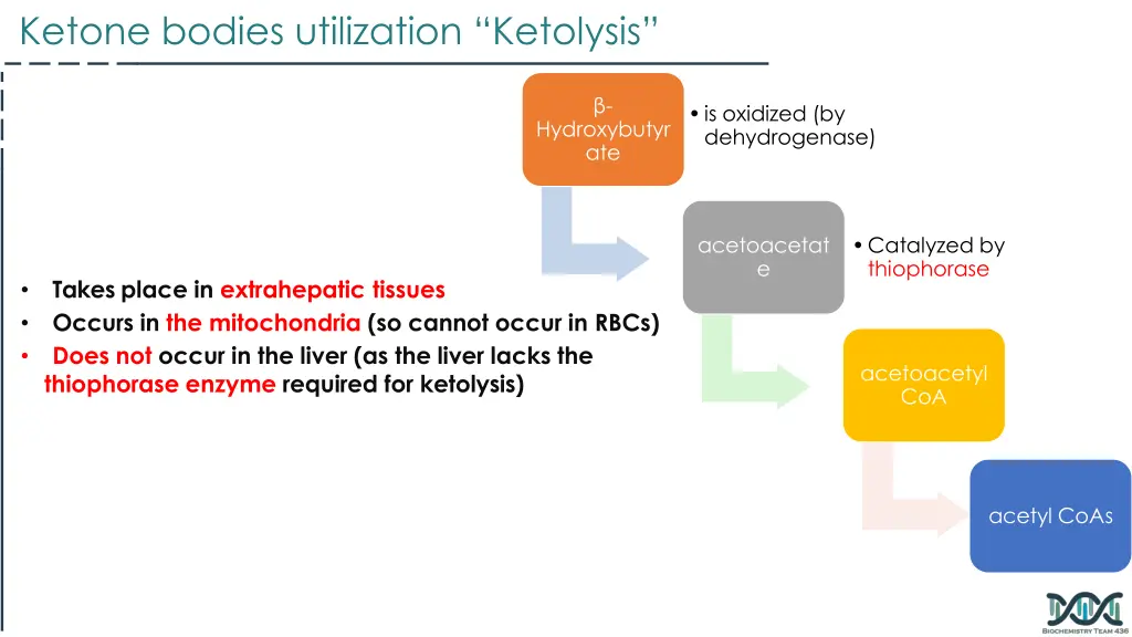 ketone bodies utilization ketolysis