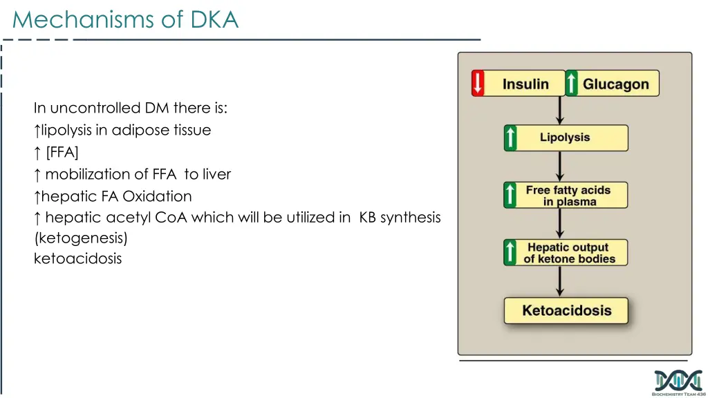 mechanisms of dka