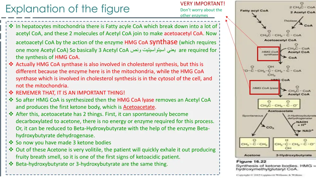 very important don t worry about the other enzymes