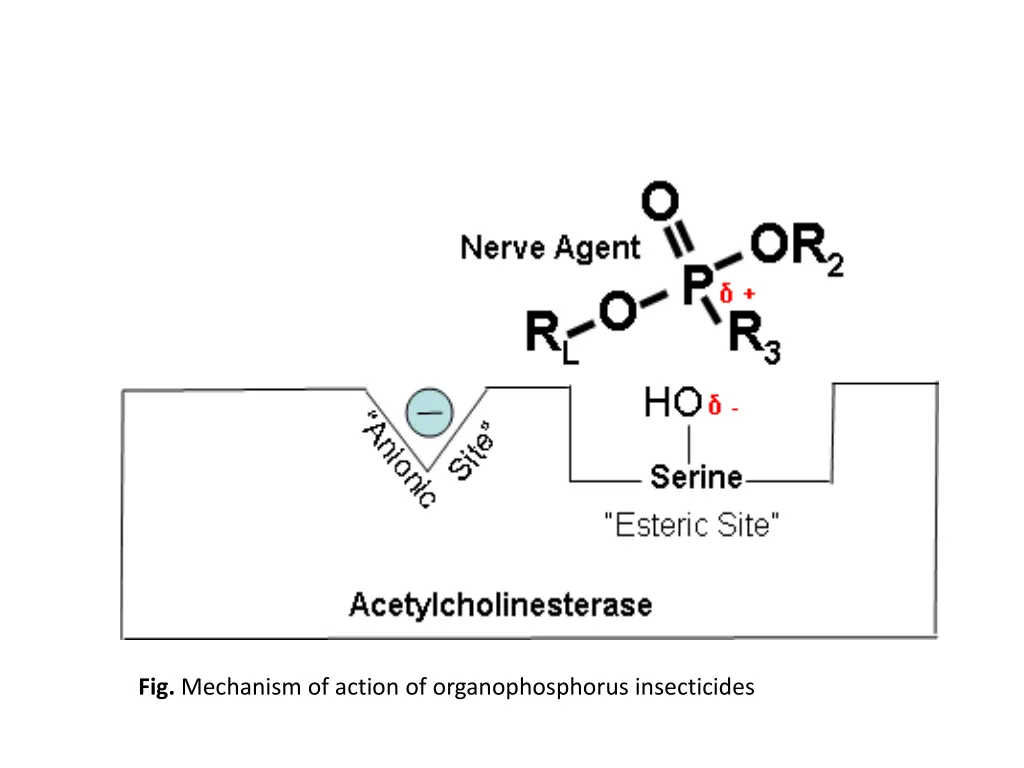 fig mechanism of action of organophosphorus