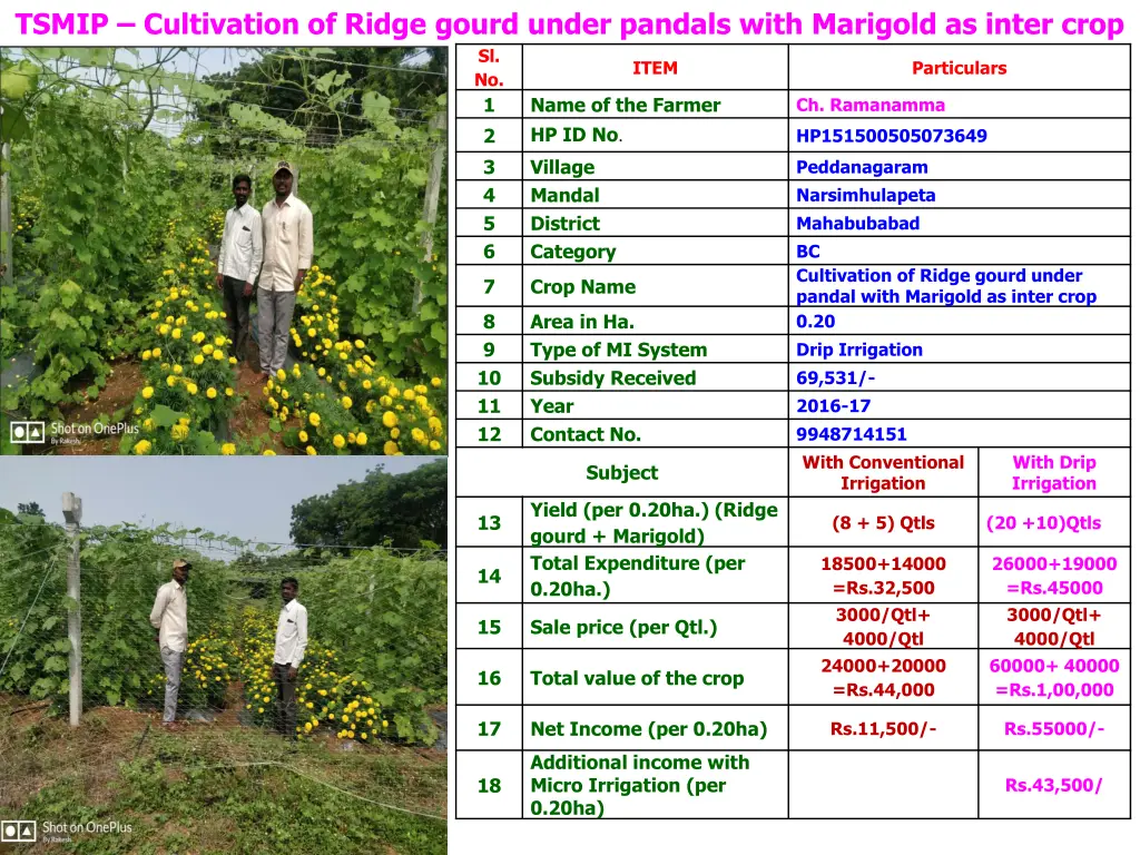 tsmip cultivation of ridge gourd under pandals