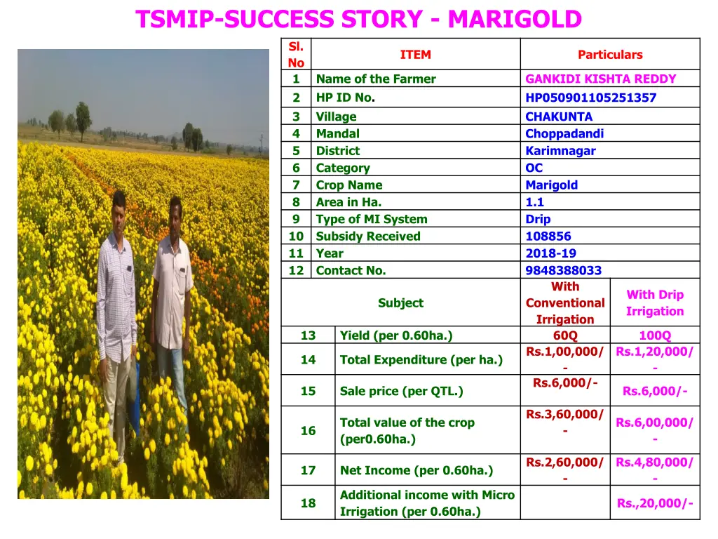 tsmip success story marigold