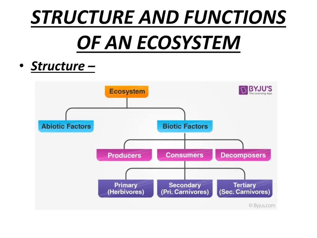 structure and functions of an ecosystem structure