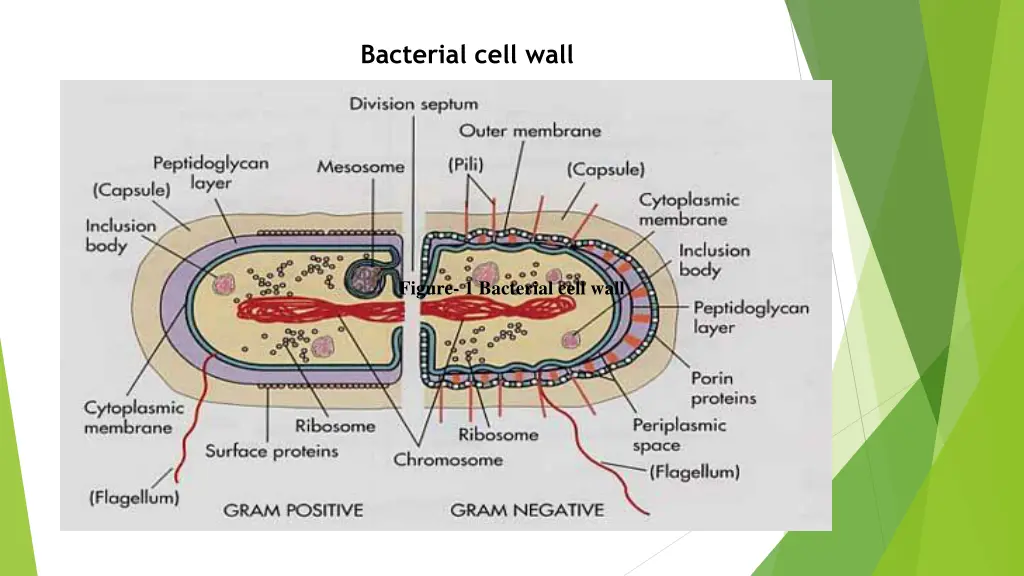 bacterial cell wall