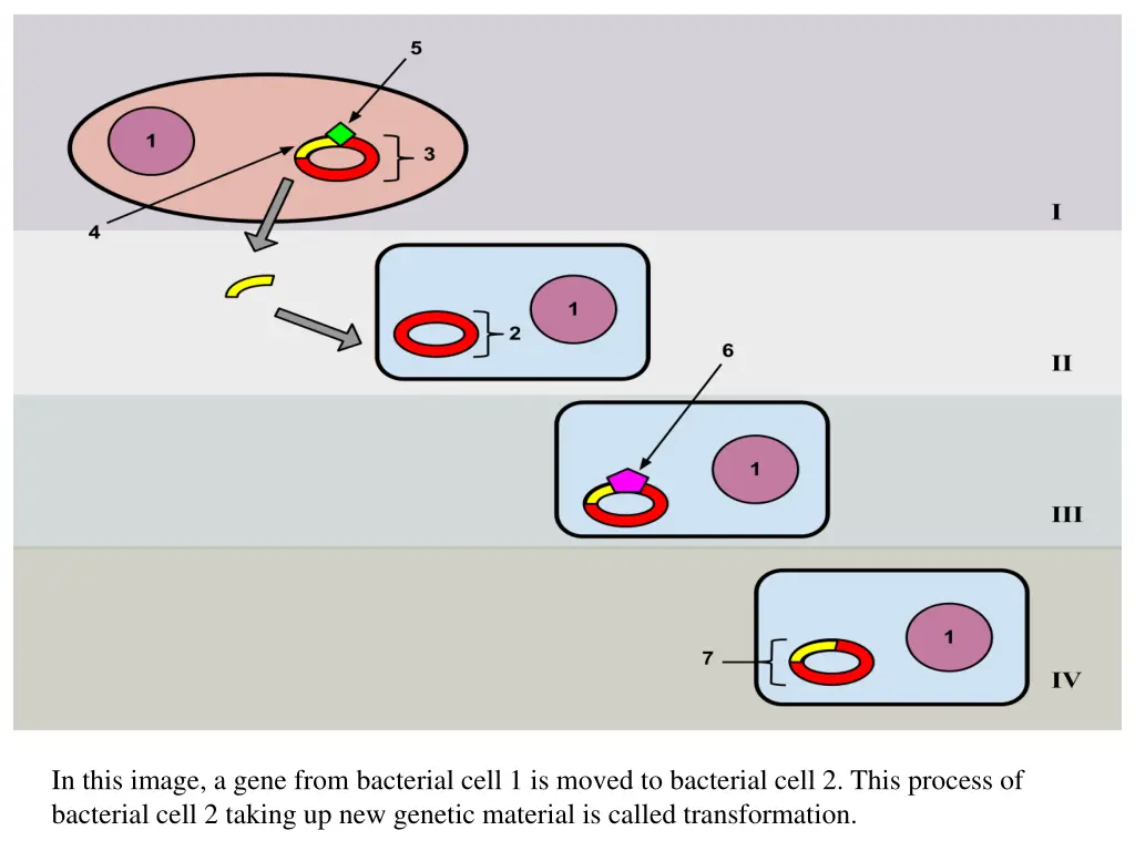 in this image a gene from bacterial cell