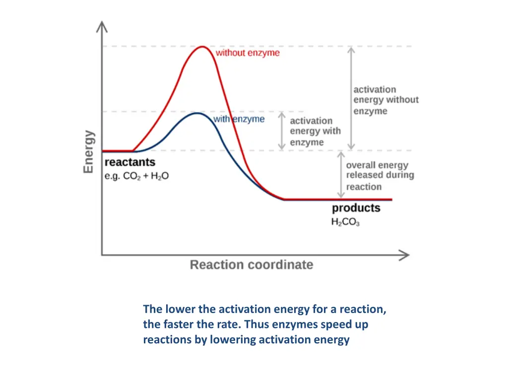 the lower the activation energy for a reaction