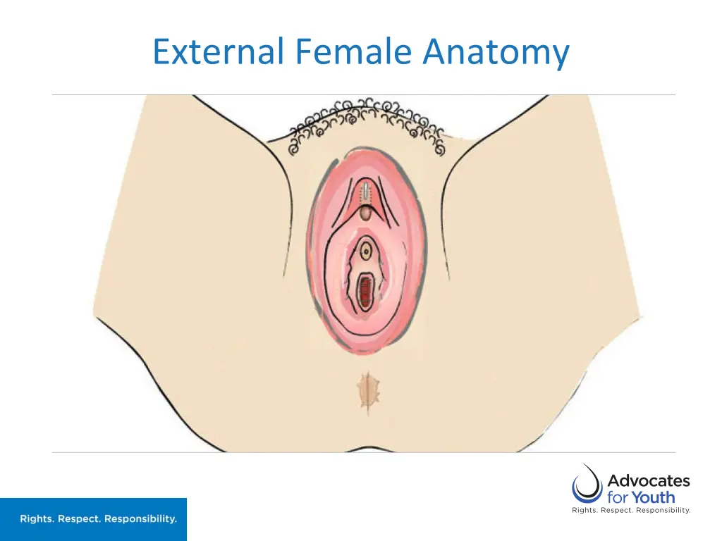 external female anatomy