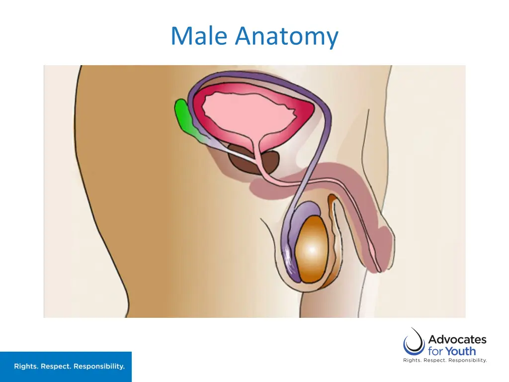 male anatomy