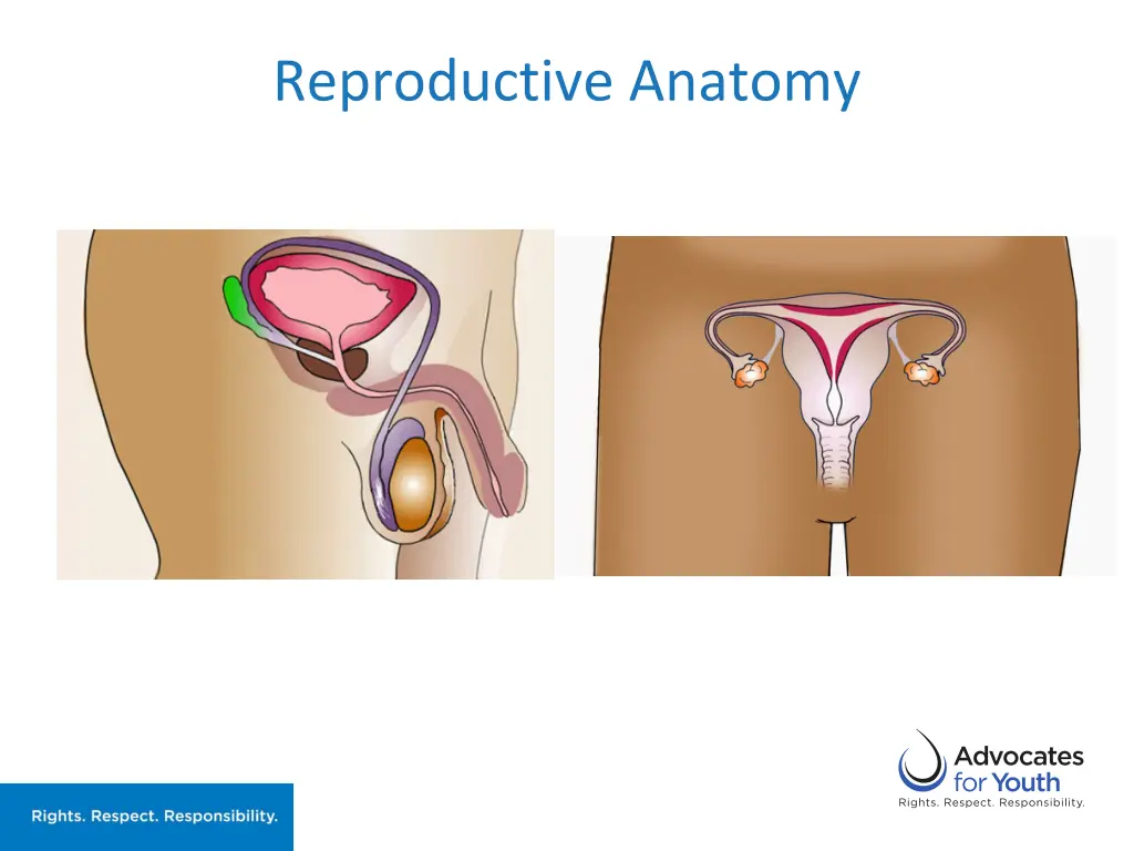 reproductive anatomy