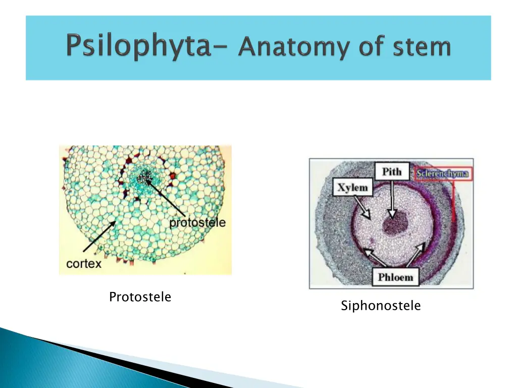 protostele