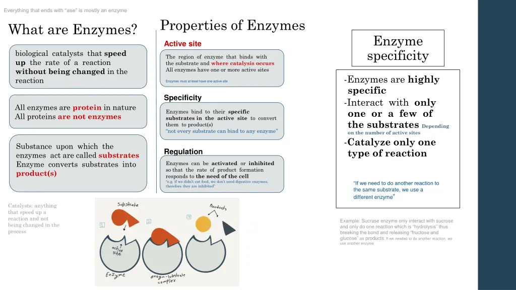 everything that ends with ase is mostly an enzyme