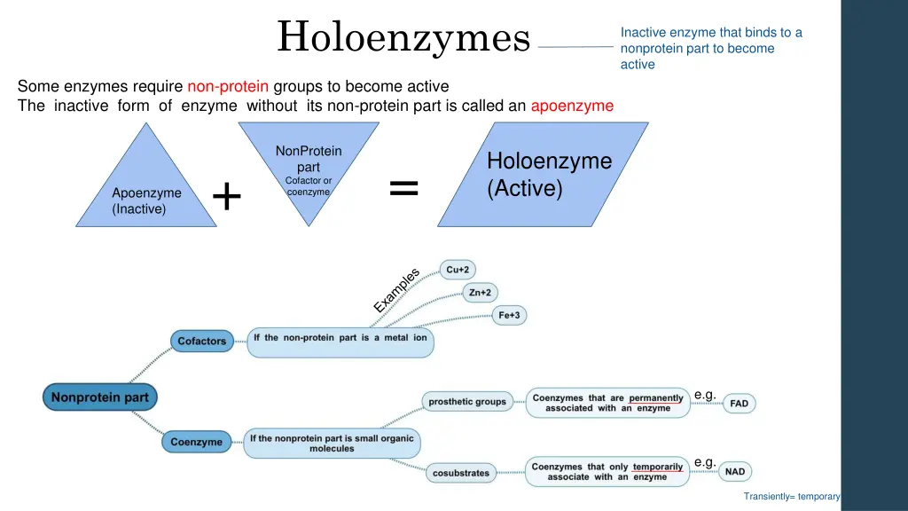 holoenzymes