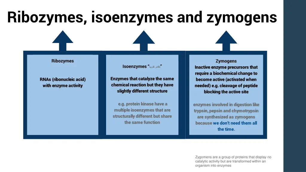 ribozymes isoenzymes and zymogens