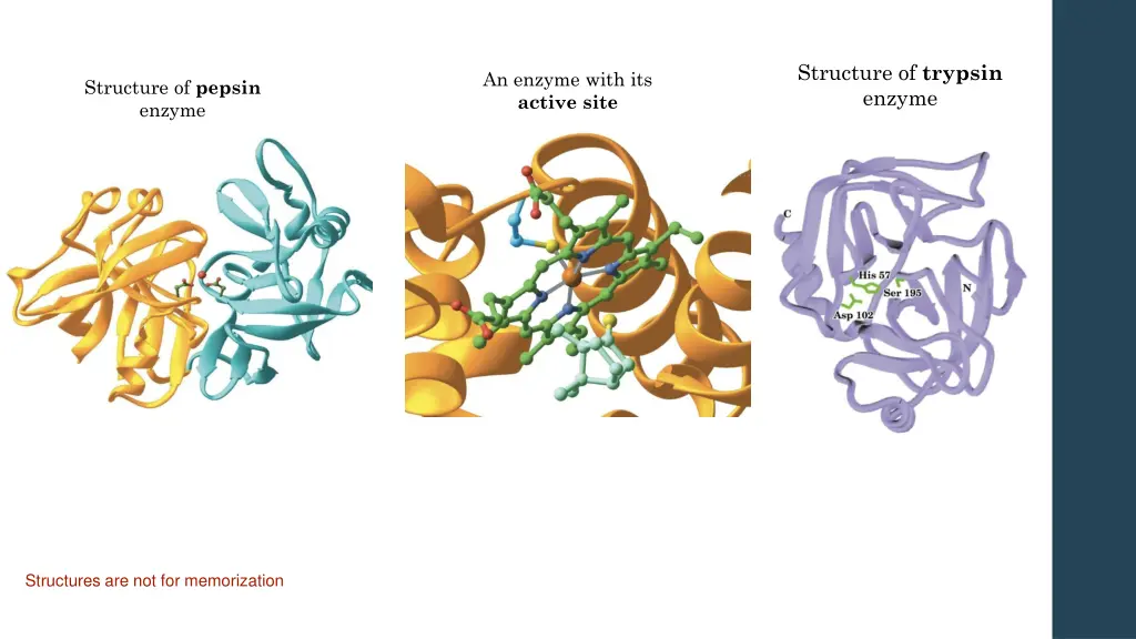 structure of trypsin enzyme