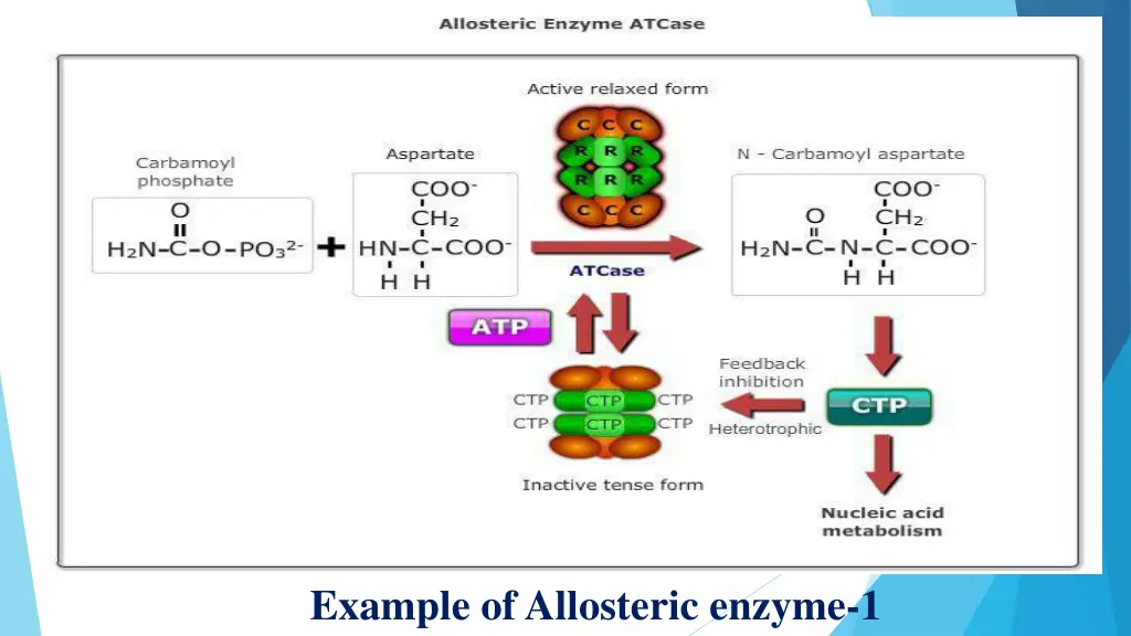 example of allosteric enzyme 1