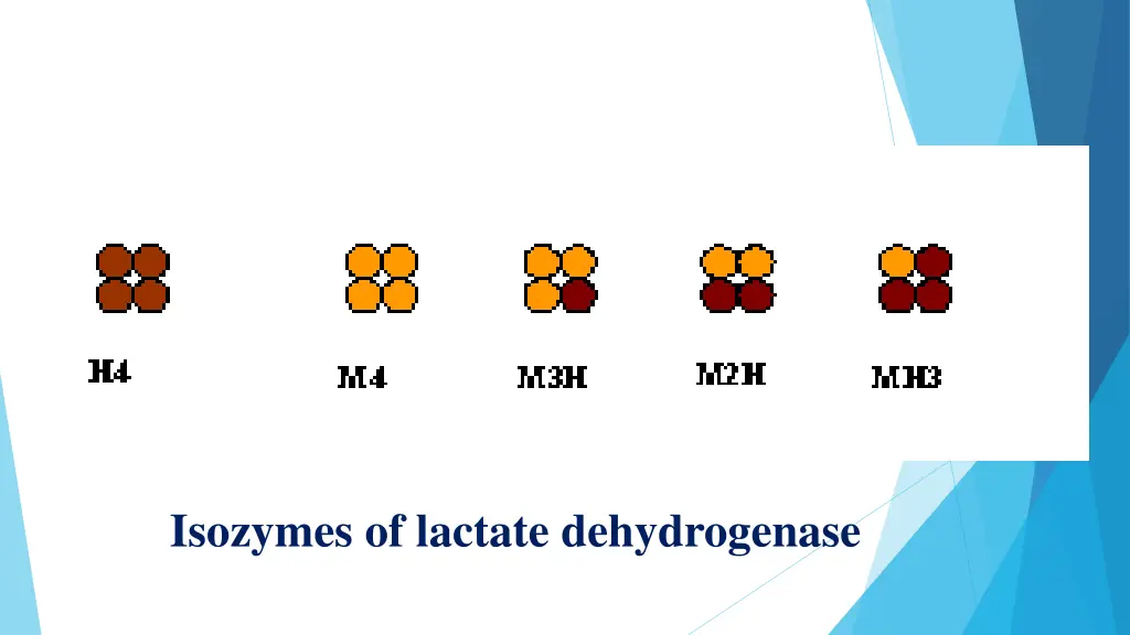 isozymes of lactate dehydrogenase