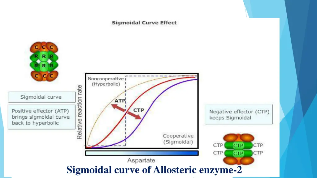 sigmoidal curve of allosteric enzyme 2