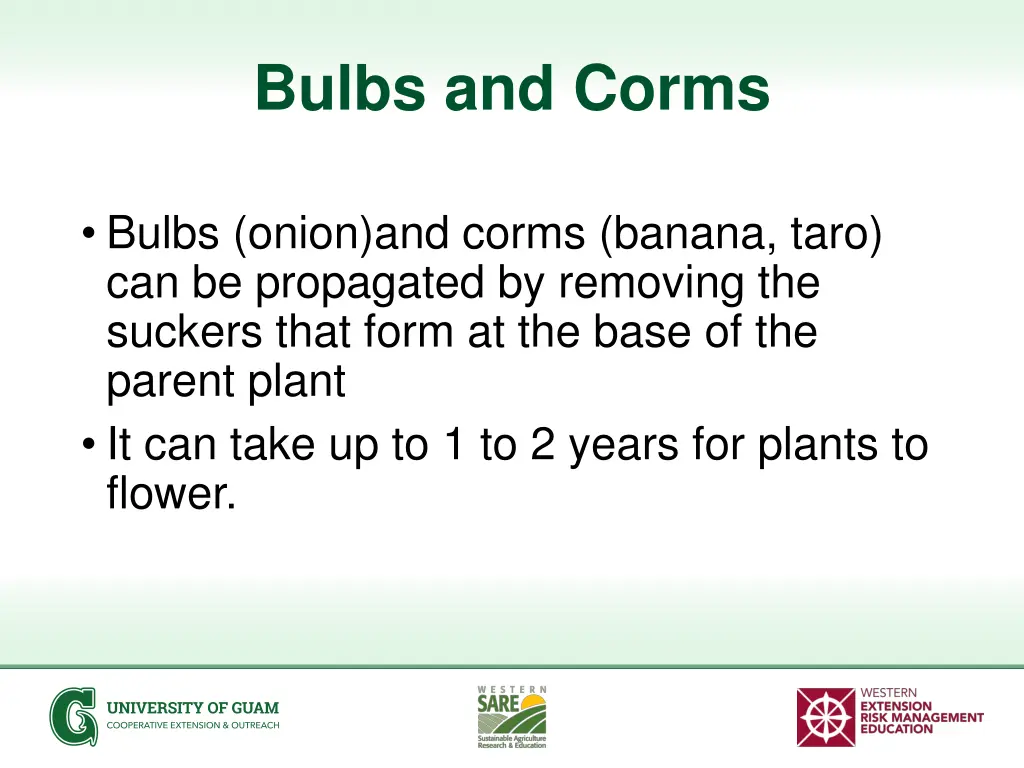 bulbs and corms